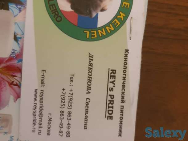 Бразильский мастиф, фотография 4