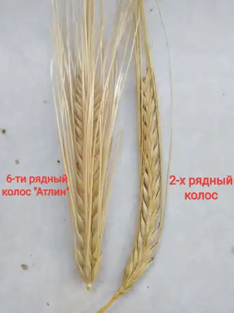 Продаю Ячмень Сорт Атлин Канадский В Меркенском районе, фотография 14