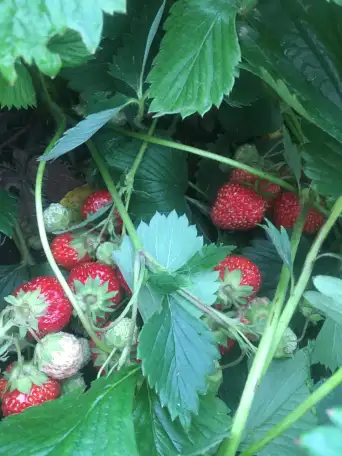 Продается дача, фотография 5