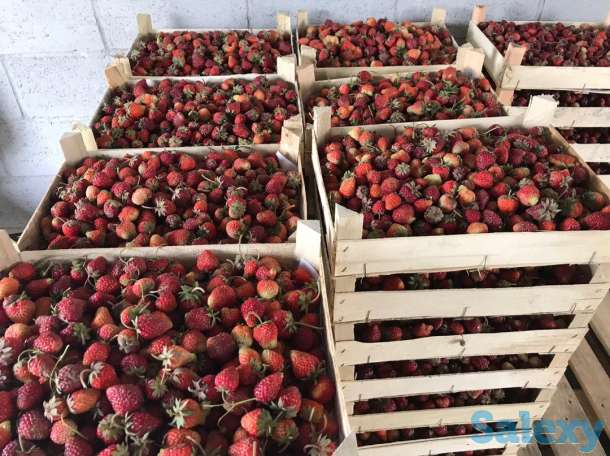 Свежая клубника оптом, фотография 6