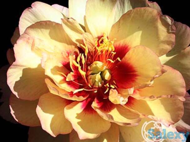 Пион-ито кэллис мемори, фотография 1