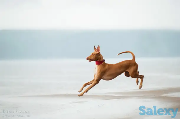 Фараонова собака щенки, фотография 3