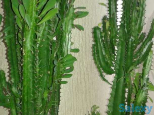 Комнатные цветы, фотография 8