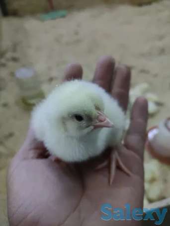 Продам цыплят бройлера. Цыплята Бройлерные Арбор Айкрес, Кобб 500. Суточные., фотография 1