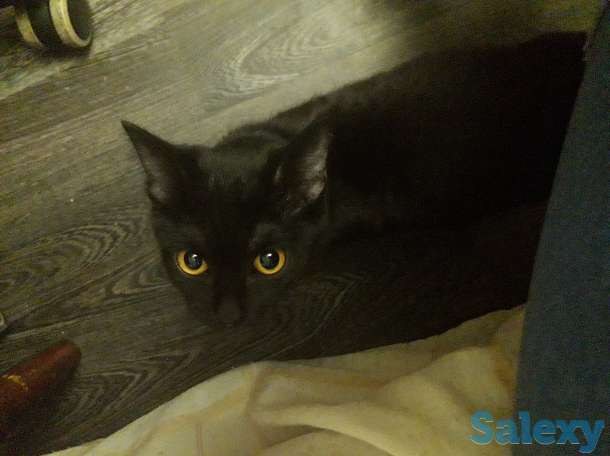 Отдам, фотография 2