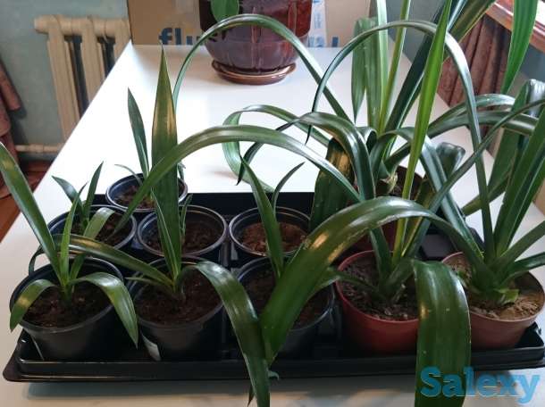Агава латиноамериканская Сансевьера Ханни, фотография 3