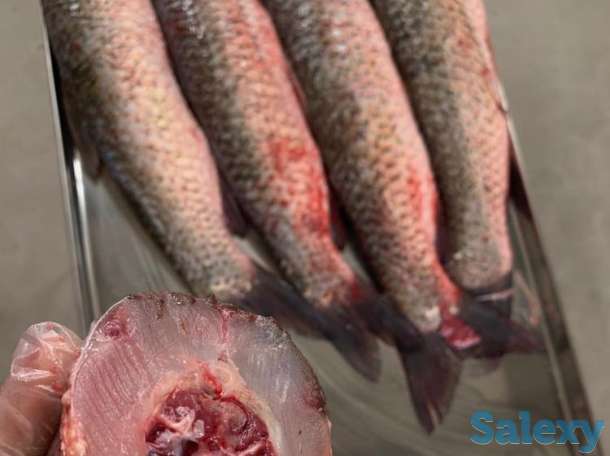 Машина и оборудование для обезглавливания рыбы, машина для удаления головы рыбы, фотография 3