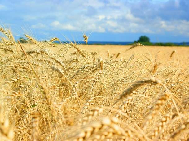 Продается ТОО , фотография 1