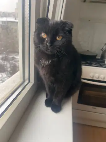 Отдам котенка в хорошие руки, фотография 2