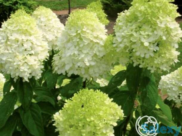 Гортензия лаймлайт, фотография 1