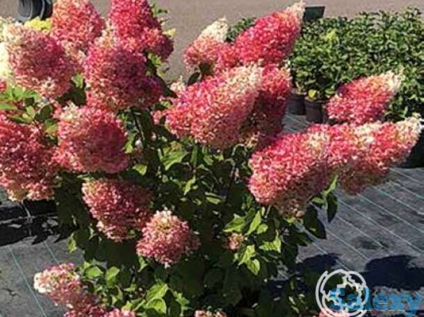 Гортензия строуберри блоссом, фотография 1