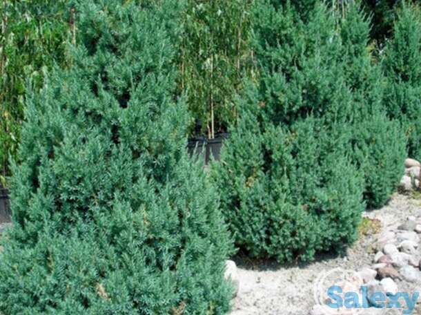 Можжевельник китайский стрикта, фотография 1