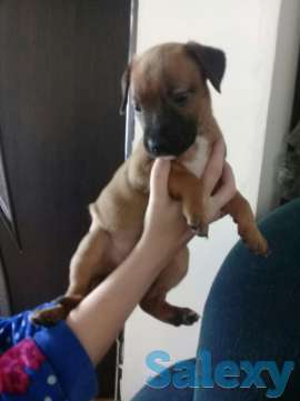 Породам щенков питбуля, фотография 1