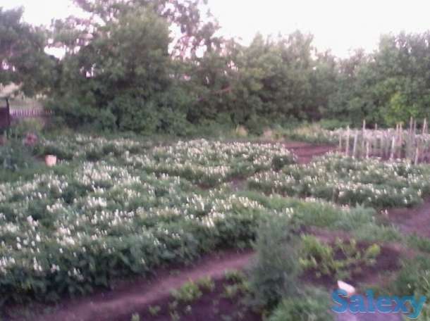 Продам таёжную землянику крупноплодная!привезена, фотография 6