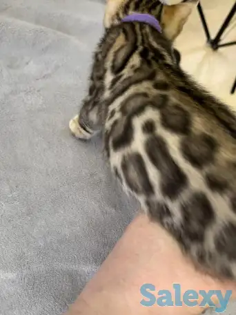 Бенгальские котята., фотография 4