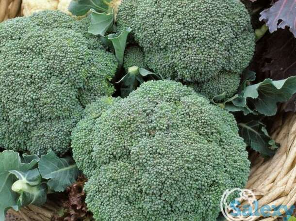 Семена Капуста брокколи Грин Мэджик F1 15шт, фотография 1