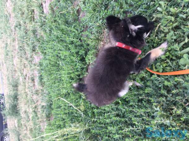 Продам Чихуахуа щенок 5 мес с документами, фотография 4