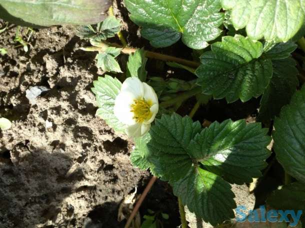 Продам таёжную землянику крупноплодная!привезена, фотография 9