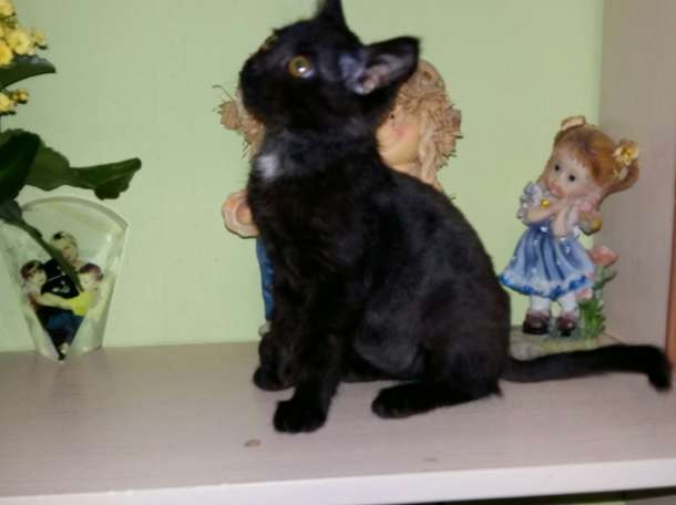 Мишка ищет свою сеью, фотография 3