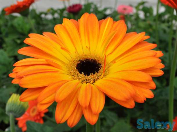 Продаю саженцы герберы, фотография 8