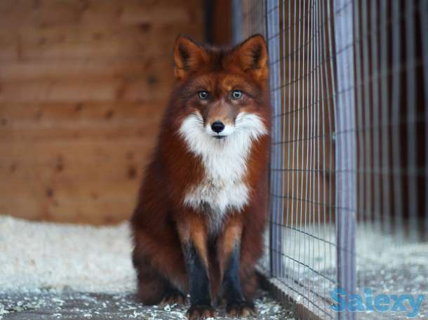 Домашние лисята, лисы, фотография 6