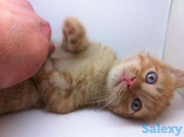 Рыжий котенок Гарфильд, фотография 1