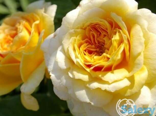 Роза карамелла кустарниковая, топалович, фотография 1