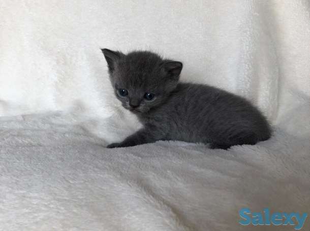 продам британских котят, фотография 1