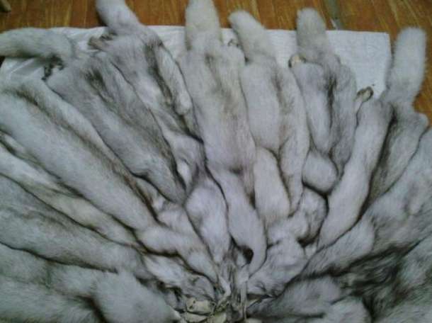 В продаже шкурки песца, куницы, енота, чернобурки и меховых опушек, фотография 1