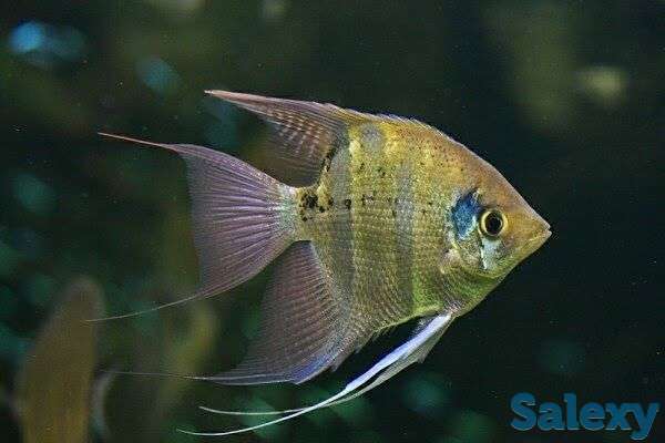 Скалярия зелёный ангел своего разведения, фотография 1