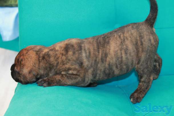 Продам щенков Канарского дога, фотография 5