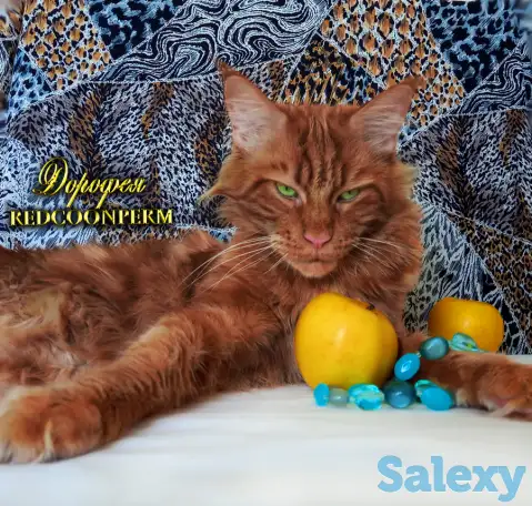 Мейн Кун красный солид. Шоу класс. Питомник, фотография 9