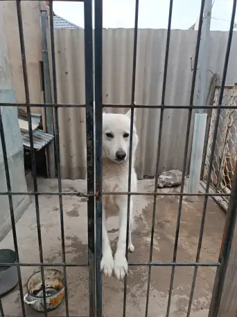 Породистая Лайка, 3 года, фотография 1