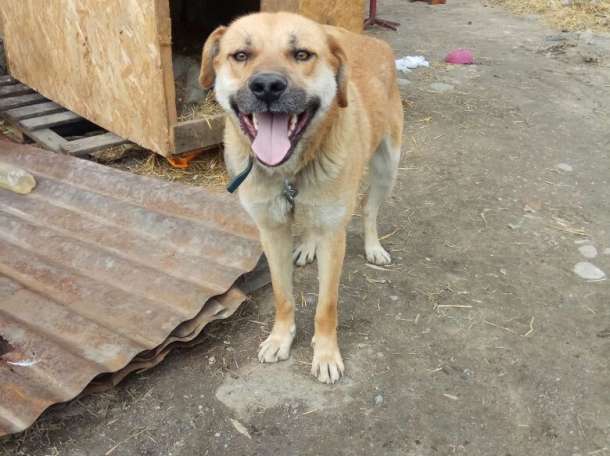 Собаки из приюта  свет надежды, фотография 10