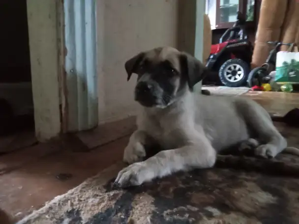 Отдам щенка, фотография 3