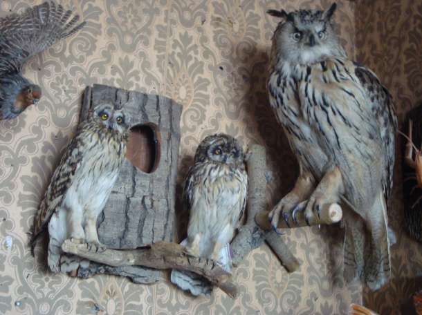 Чучела животных, птиц, рыб. Изготовление и продажа., фотография 9