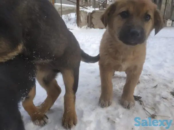 Отдаём щенков дворянской породы, фотография 2