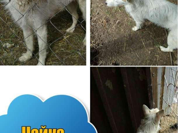 Собаки из приюта  свет надежды, фотография 12