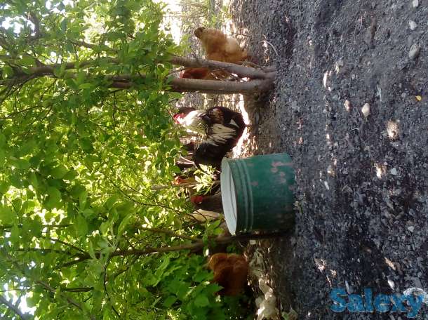 Продам 12 курей 1 петух несушки всех, фотография 1