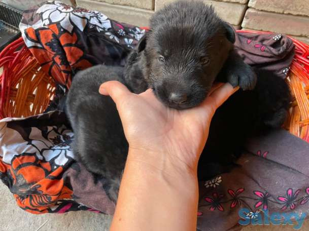 Продаются щенки восточно-европейской овчарки чистокровные, фотография 4