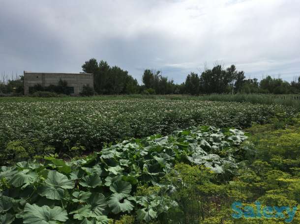 Продам дом, п. Чкалово,, фотография 12