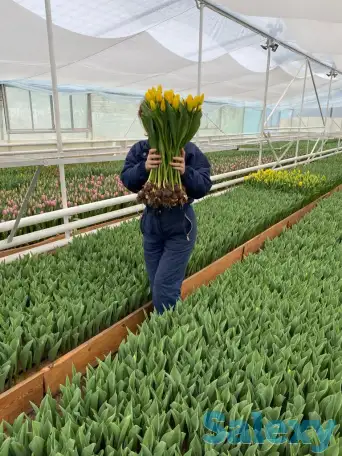 Тюльпаны оптом, фотография 2