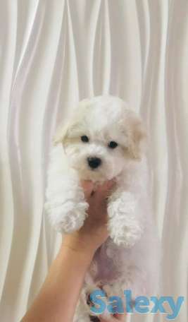 Бишон Фризе., фотография 8