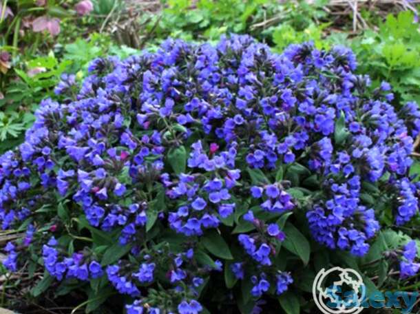 Медуница Блю Энсайн, фотография 1