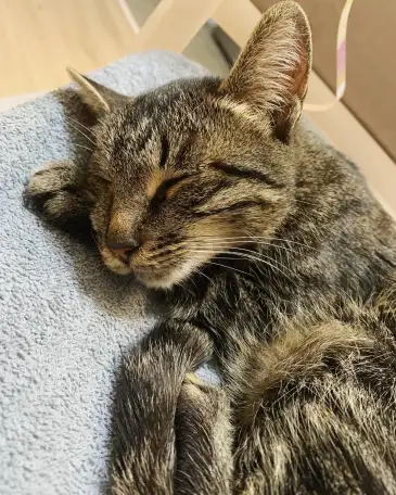 Отдам кошку Дымку Астана, фотография 2