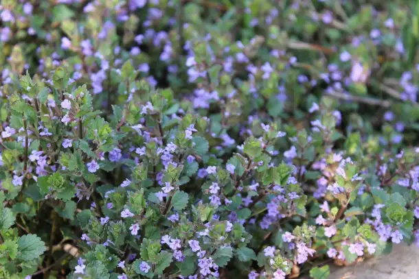 продаю лилию Марлен, кипрей, многолетние цветы, малину, вишню, сливу и др., фотография 3