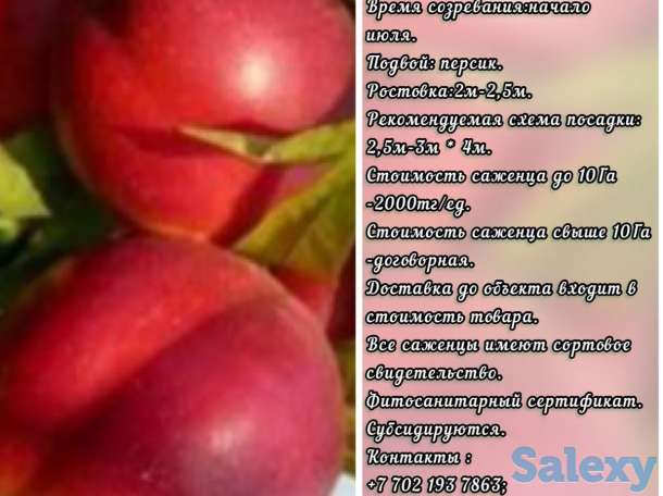 Саженцы нектарина  Maria Lucia (Мария Люция) Сербия, фотография 1