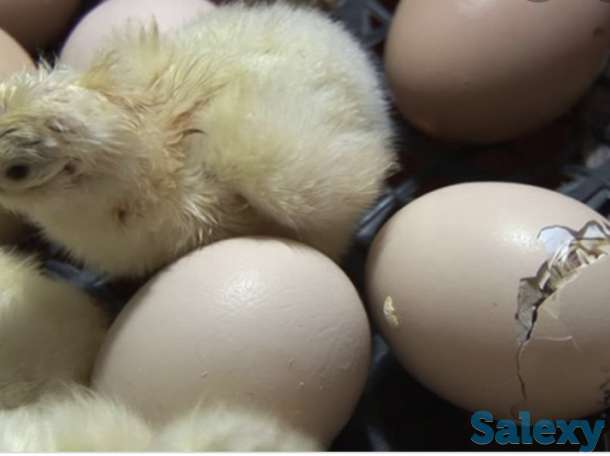 Инкубационные яйца Бройлер, фотография 2