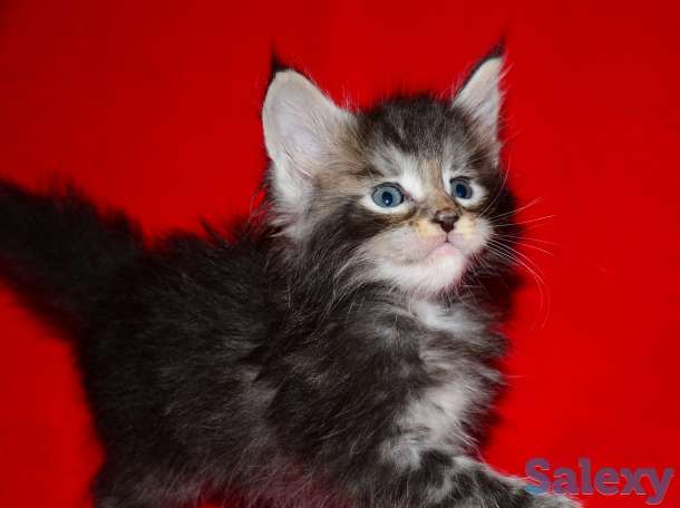 Шикарные котята Мейн-куна!, фотография 4