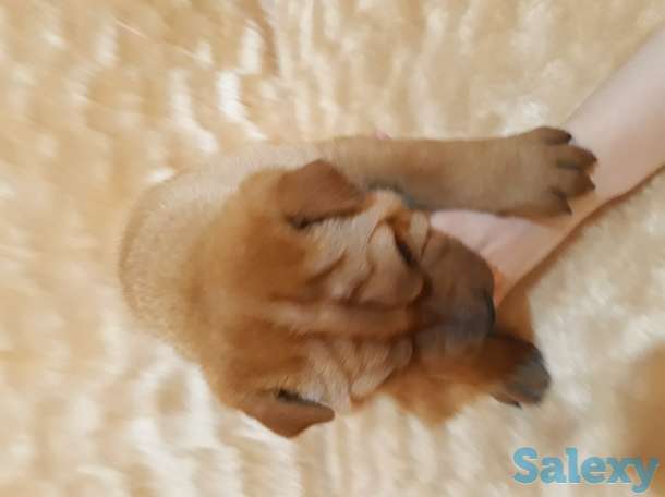 Продаются щенки Шарпея., фотография 1